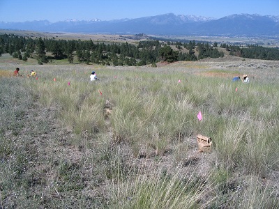 people sampling a revegetation site with mountains in background