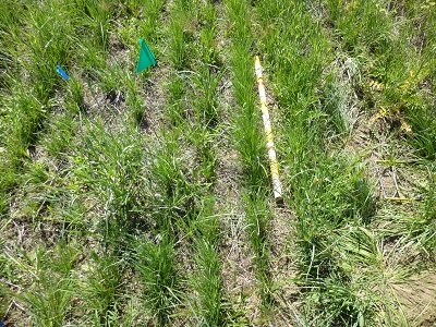 field showing drill rows of bluebunch wheatgrass seedlings