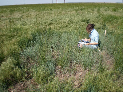 person sitting in plot with seeded grass growing and cheatgrass growing around the plot